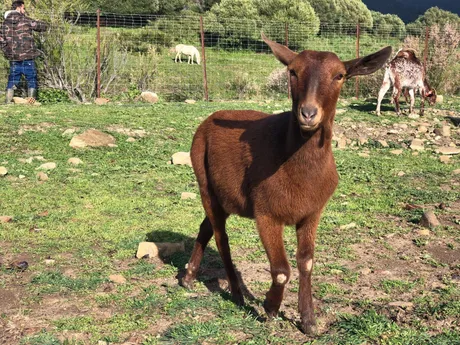 “Alma, Ziege des Lebenshofs”