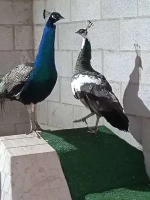 Faimino und Cansada, Vögel auf dem Lebenshof