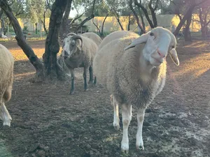 Sheyla, ein Schaf auf dem Lebenshof