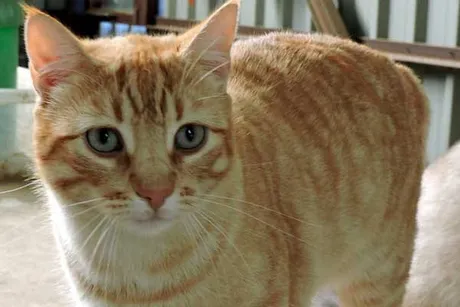 Pirulo, gati del refugio