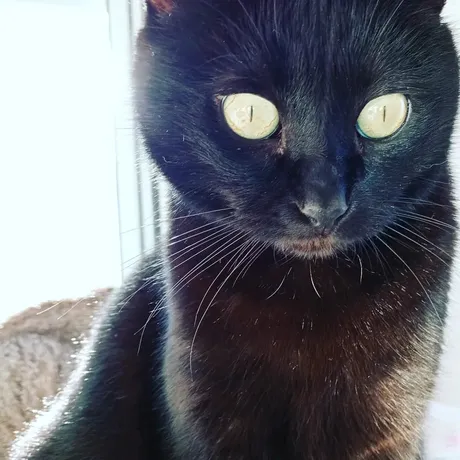 Gala, eine Katze auf dem Lebenshof