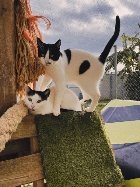 Deniro und Jorgito, Katzen auf dem Lebenshof