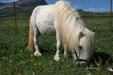 Melenas en el refugio (foto 2)