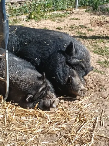Rufino y Marilyn en el refugio (foto 2)