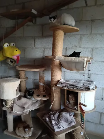 Kratzbäume und Bettchen im Katzenzimmer