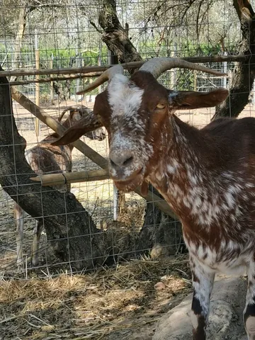 Pesadita en el refugio (foto 2)