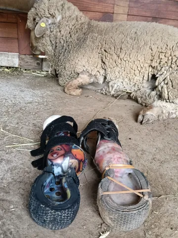 Paquito en el refugio (foto 2)