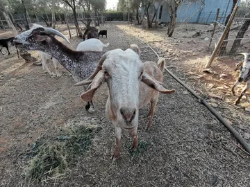 Orejotas en el refugio (foto 2)