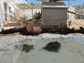 Schildkröten in der Sonne