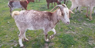 Blanca en el refugio (foto 2)