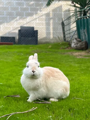 Der Außenbereich der Kaninchen
