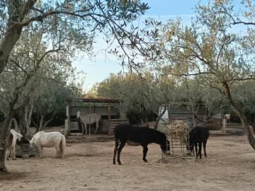 Les équidés dans leur enclos