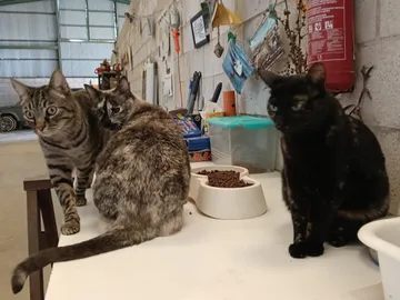 Katzen im Stall