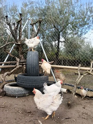 Hühner in der Sonne