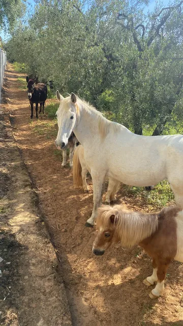 Cheval blanc et poney se promenant au refuge