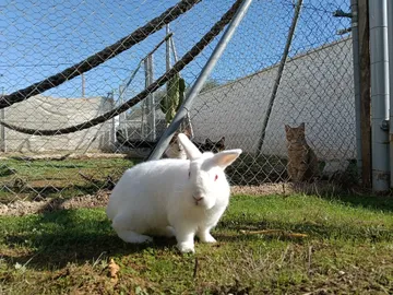 Kaninchen in ihrem Außenbereich