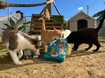 Katzen draußen bei ihrem Futter