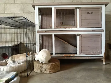Das Innenzimmer der Kaninchen