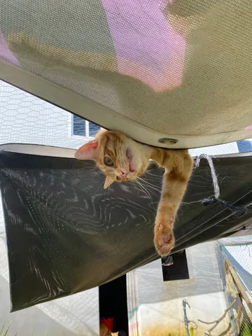 Eine Katze, ausgestreckt in einer Hängematte