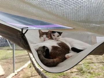 Pedrito und eine weitere Katze in der Außenhängematte