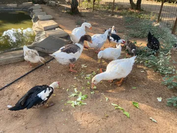 Die Enten am See
