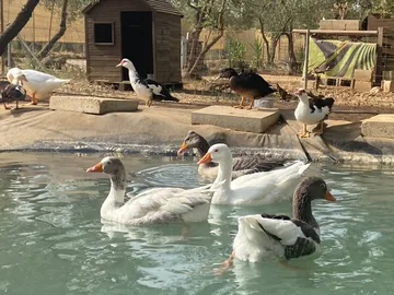 Enten des Lebenshofs
