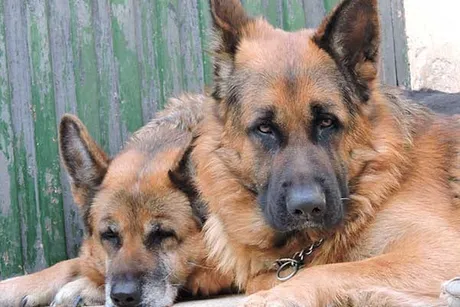 Ali, perri del refugio