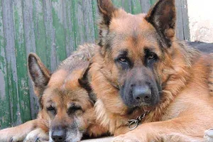 Ali, ein Hund auf dem Lebenshof