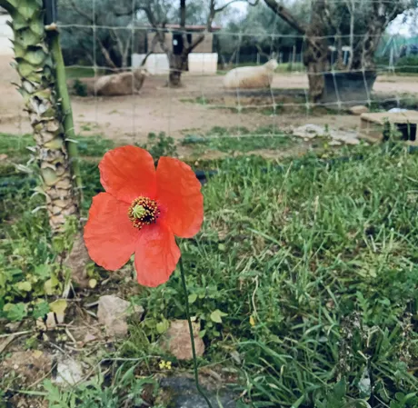 A red poppy in the foreground in the sanctuary's meadow