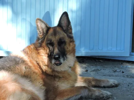 Coco, ein Hund auf dem Lebenshof