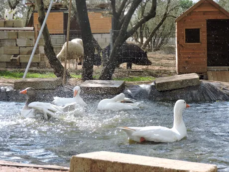 White ducks and geese swimming in the sanctuary's pond