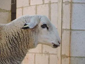 Currito, ein Schaf auf dem Lebenshof