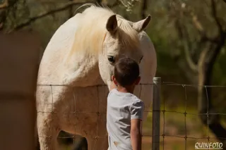 A child stroking the mare Lucera through the fence