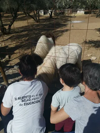 Children stroking a sheep during a visit