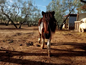 Fayna, ein Pony auf dem Lebenshof