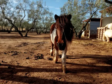 Fayna, a pony at the sanctuary
