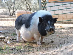 Flora, ein Schwein auf dem Lebenshof