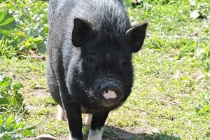 George, ein Schwein auf dem Lebenshof