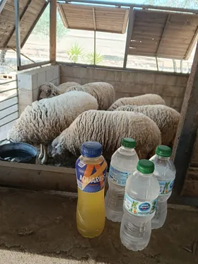 Bottles of water and soft drinks donated next to the sheep