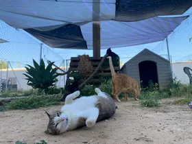 A cat rolling in the sun under awnings made from donated tarps