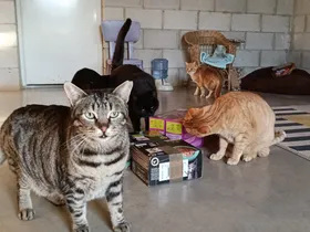 Sanctuary cats rummaging through donated boxes