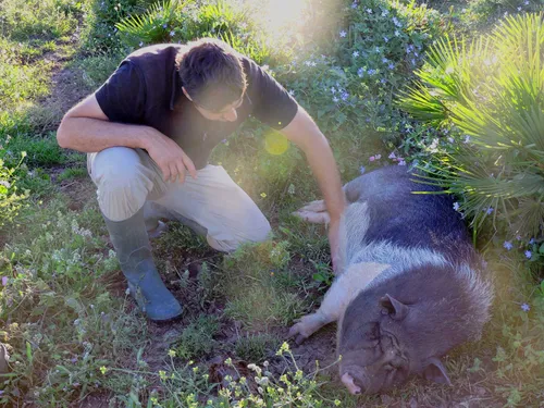 A volunteer stroking a little piglet lying in the sun at the sanctuary