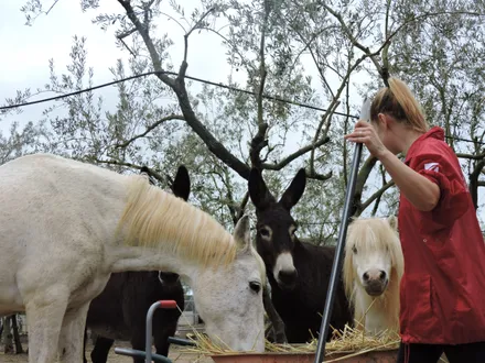 Eine Freiwillige füttert ein weißes Pferd und einen Esel