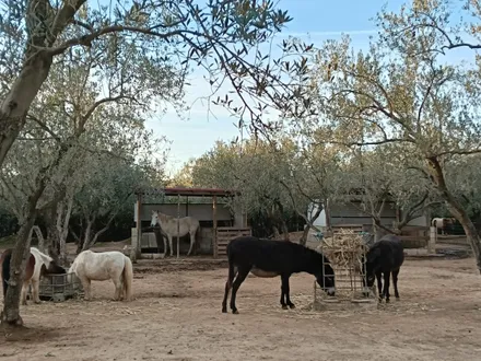 Der Olivenhain des Lebenshofs mit grasenden Eseln und Ponys