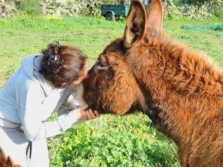 A volunteer hugging a donkey in the meadow