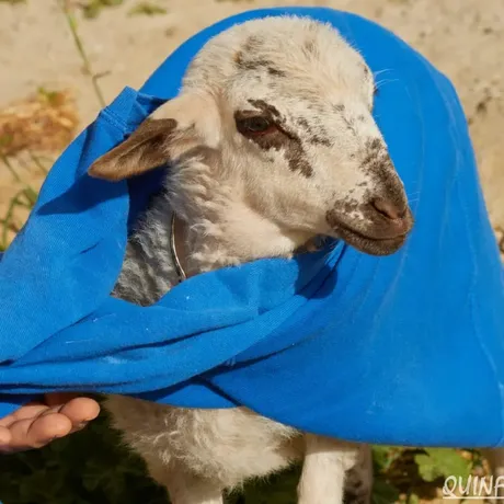 Kiko, oveja del refugio