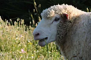 Lanitas, ein Schaf auf dem Lebenshof
