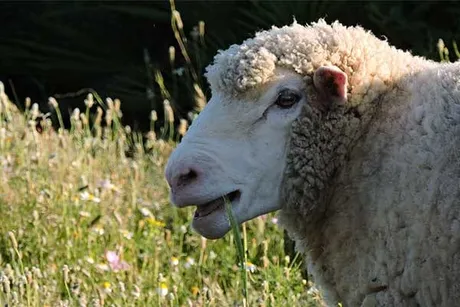 Lanitas, ein Schaf auf dem Lebenshof