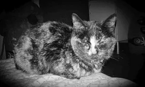 Leven, eine Katze auf dem Lebenshof