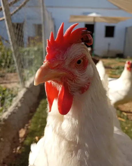 Llina, gallina del refugio